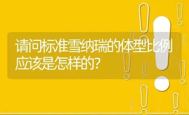 请问标准雪纳瑞的体型比例应该是怎样的？ | 动物养殖问答