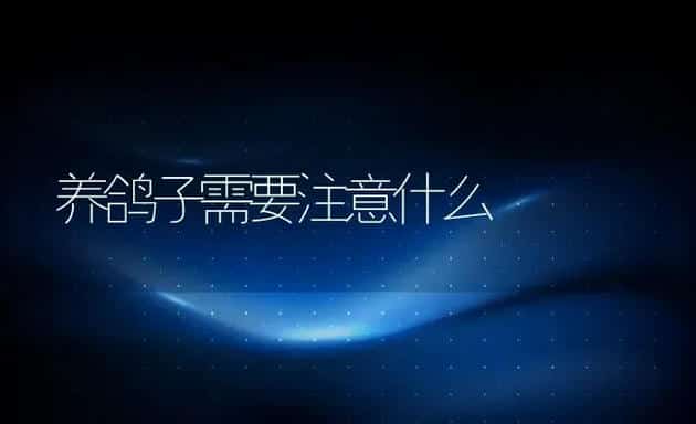养鸽子需要注意什么 | 动物养殖百科