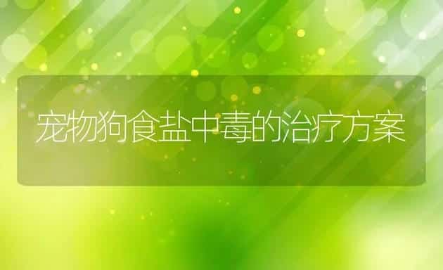 宠物狗食盐中毒的治疗方案 | 宠物猫