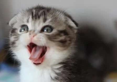 折耳猫耳朵里面怎么清洗？清洗耳朵的注意事项有哪些？ | 宠物猫美容护理