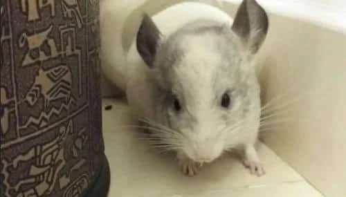 龙猫牙齿过长会出现什么样的问题？ | 宠物龙猫饲养
