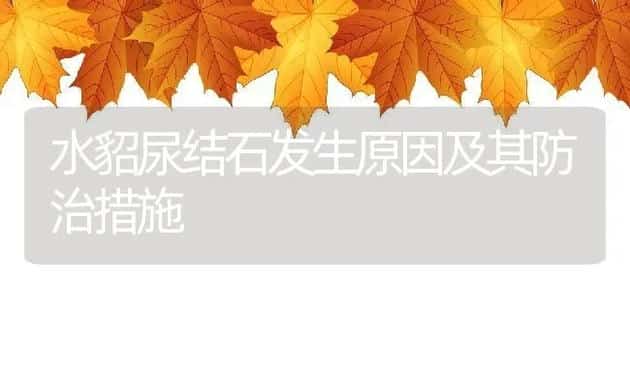 水貂尿结石发生原因及其防治措施 | 动物养殖学堂