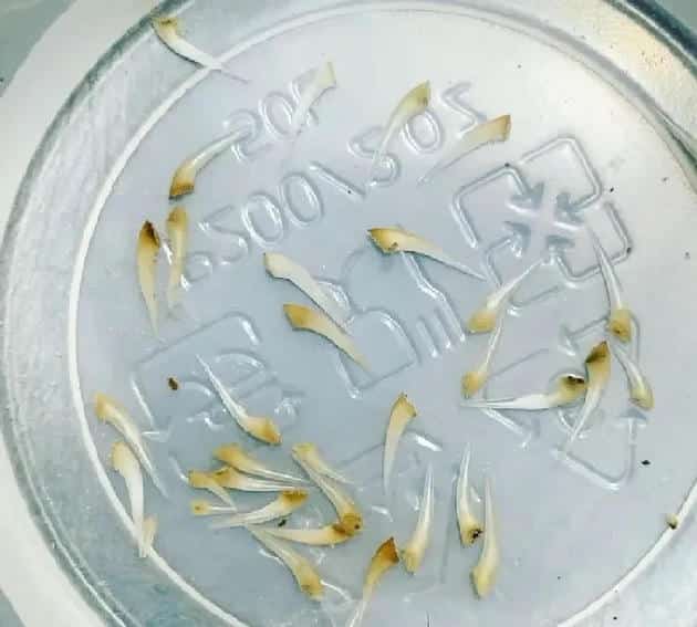 被宠物蛇咬住不放的四条建议! | 宠物训练技巧