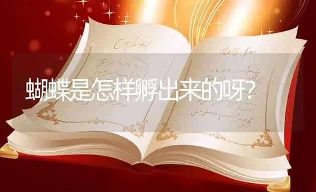 蝴蝶是怎样孵出来的呀？ | 鱼类宠物饲养