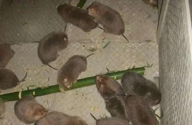 竹鼠怎么养殖？