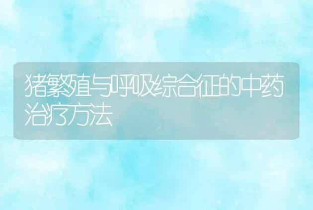猪繁殖与呼吸综合征的中药治疗方法 | 家畜养殖