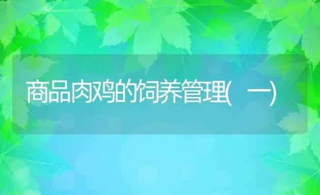商品肉鸡的饲养管理(一) | 动物养殖学堂