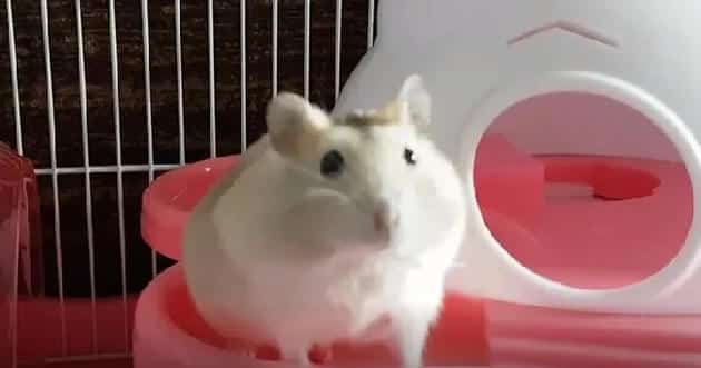 建立饲养仓鼠的6种心态 | 宠物仓鼠饲养