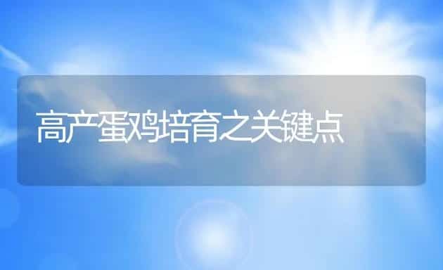 高产蛋鸡培育之关键点 | 动物养殖学堂