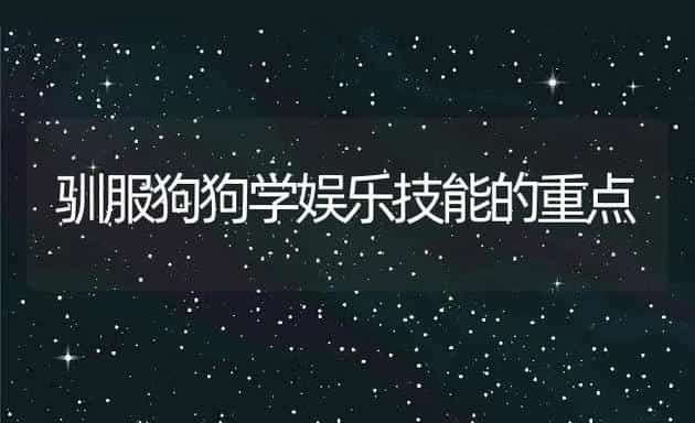 驯服狗狗学娱乐技能的重点 | 宠物猫