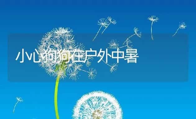 小心狗狗在户外中暑 | 宠物猫