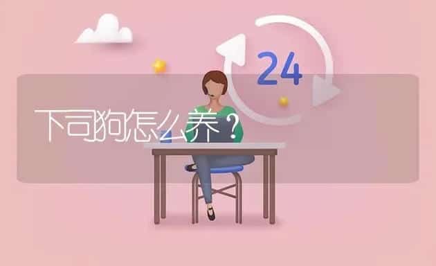 下司狗怎么养？ | 动物养殖问答