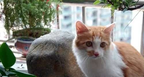 土耳其安哥拉猫要如何正确养护？ | 宠物猫美容护理