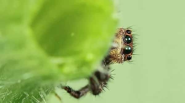 【跳蛛图片】微距拍摄跳蛛 | 宠物昆虫图片