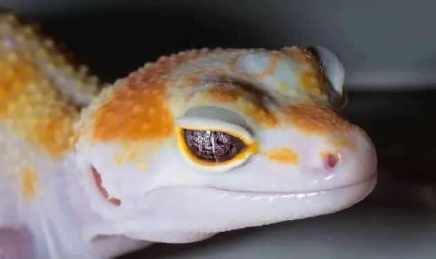 BREAKING NEWS!!!豹纹守宫最新眼部变异？史矛革巨龙觉醒！ | 宠物百科知识