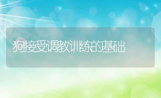 狗接受调教训练的基础 | 宠物猫
