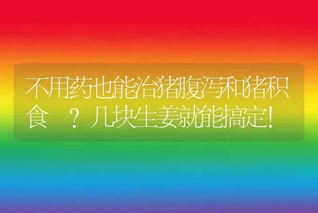 不用药也能治猪腹泻和猪积食 ？几块生姜就能搞定！ | 家畜养殖