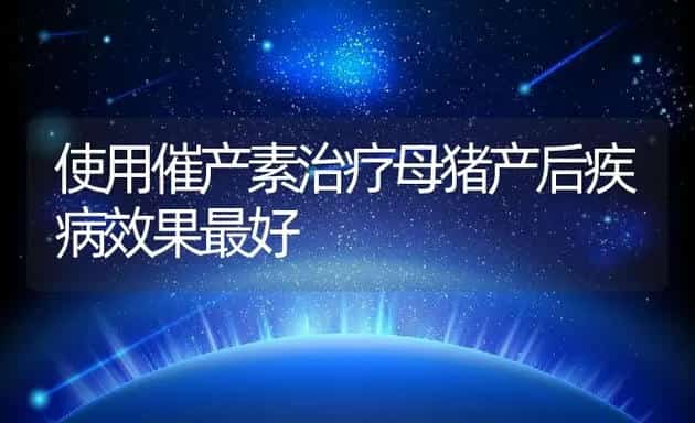 肉鸽优良品种介绍 | 动物养殖学堂