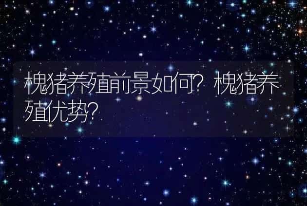 槐猪养殖前景如何？槐猪养殖优势？ | 养殖致富