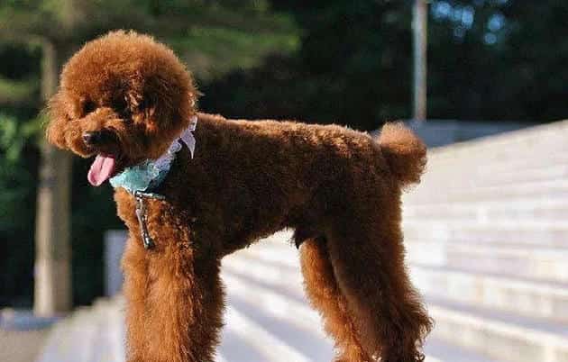 贵宾犬剃毛需要注意哪些方面？给贵宾犬剃毛的注意事项！ | 宠物狗美容护理