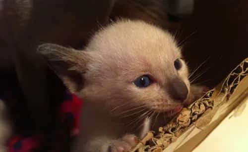 暹罗猫美容之暹罗猫爪子护理 | 宠物猫美容护理