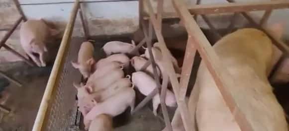 蓝耳病的症状？仔猪、育肥猪得了蓝耳病的症状？ | 养殖病虫害科普