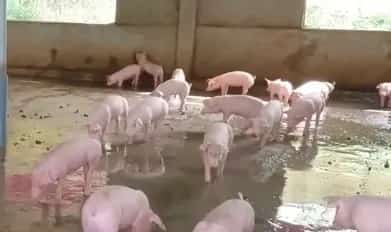 蓝耳病的症状？仔猪、育肥猪得了蓝耳病的症状？ | 养殖病虫害科普