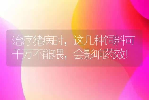 治疗猪病时，这几种饲料可千万不能喂，会影响药效！ | 家畜养殖
