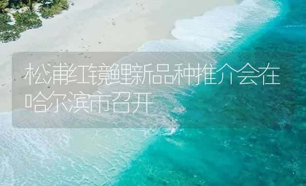 松浦红镜鲤新品种推介会在哈尔滨市召开 | 海水养殖技术