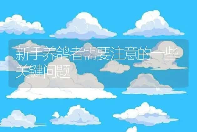 新手养鸽者需要注意的一些关键问题 | 家禽养殖