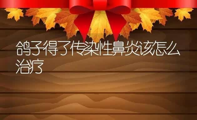鸽子得了传染性鼻炎该怎么治疗 | 动物养殖学堂