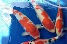 锦鲤鱼怎么养