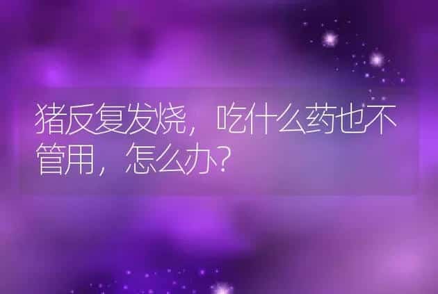 猪反复发烧，吃什么药也不管用，怎么办？ | 家畜养殖