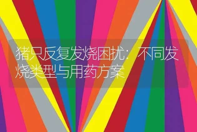 猪只反复发烧困扰：不同发烧类型与用药方案 | 家畜养殖