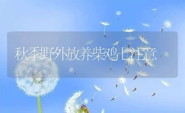 秋季野外放养柴鸡七注意 | 动物养殖学堂
