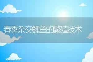 春季杂交鲤鱼的繁殖技术