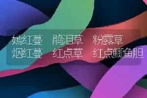 嫣红蔓 鹃泪草 粉露草 烟红蔓 红点草 红点鲫鱼胆