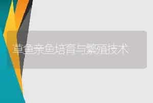 草鱼亲鱼培育与繁殖技术