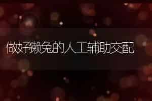 做好獭兔的人工辅助交配