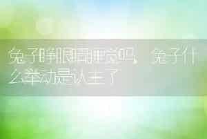 兔子睁眼睛睡觉吗，兔子什么举动是认主了