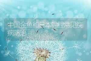 中国金鱼和日本锦鲤常见疾病防治