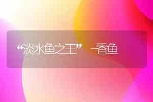 “淡水鱼之王”―香鱼