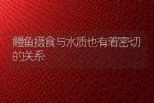 鳗鱼摄食与水质也有着密切的关系