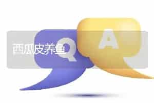 西瓜皮养鱼