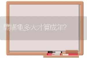 鹰嘴龟多大才算成年？