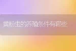 黄粉虫的养殖条件有哪些