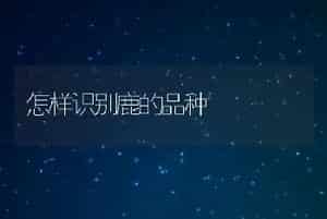 怎样识别鹿的品种