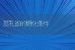 蓝孔雀的孵化条件