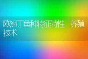 欧洲丁鱼种特征特性养殖技术