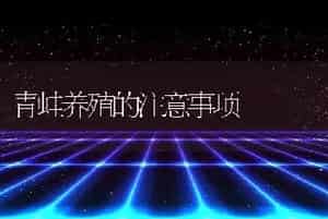 青蛙养殖的注意事项